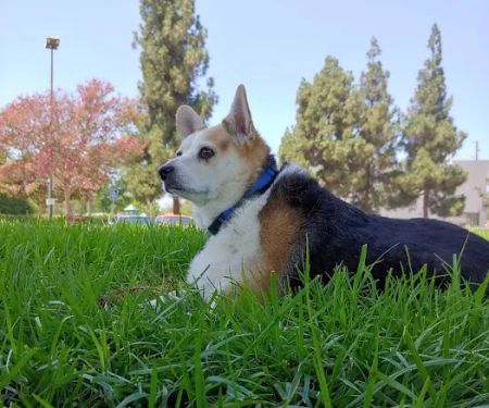 Chino Veterinary Hospital