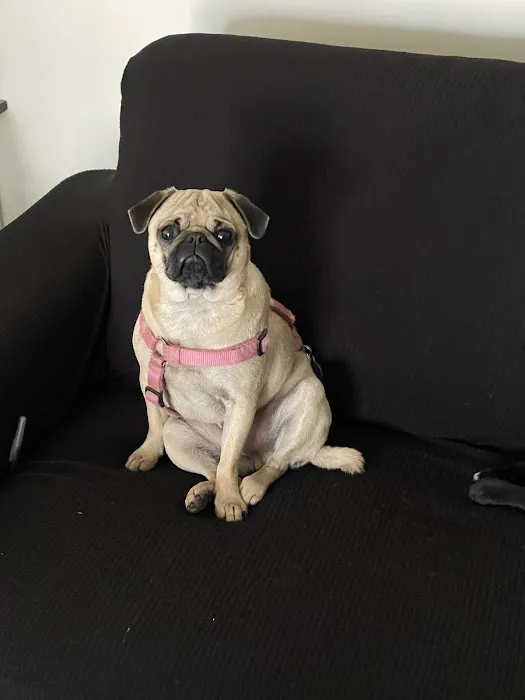 Chino Veterinary Hospital Picture 6