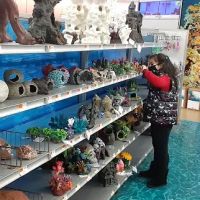Petco ico