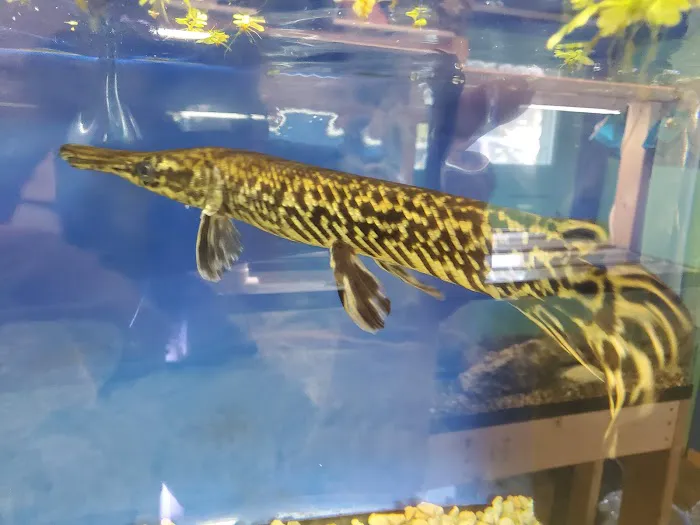 The Waters Edge Aquarium Picture 3