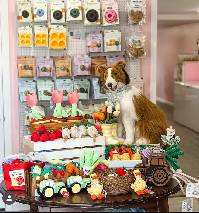 Rough Collie Co. Picture 6