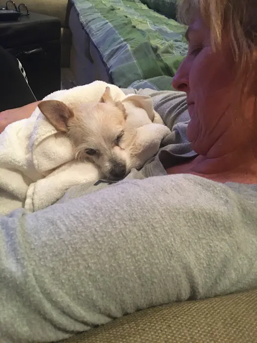 Arrow Dog And Cat Hospital Picture 8