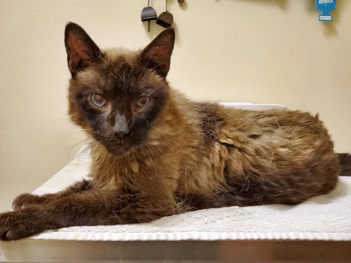 Arrow Dog And Cat Hospital Picture 1