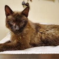 Arrow Dog And Cat Hospital ico
