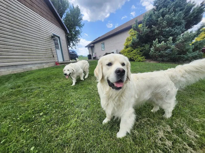 Glory Dawn Goldens Picture 1