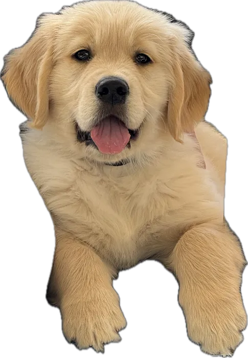 Glory Dawn Goldens Picture 2