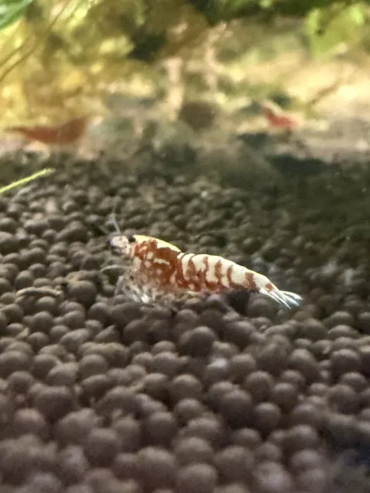 Elite Menagerie Habitats Picture 4