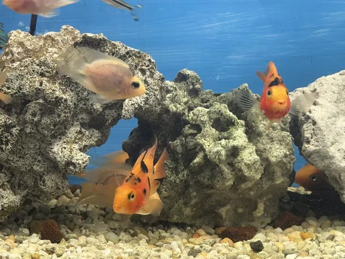 Elite Menagerie Habitats Picture 6