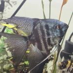 Elite Menagerie Habitats