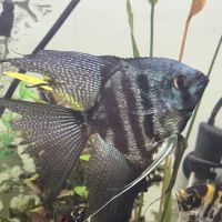 Elite Menagerie Habitats ico