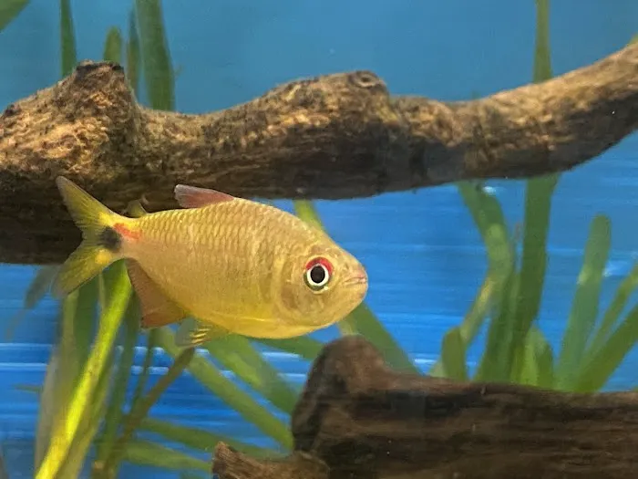 Elite Menagerie Habitats Picture 10
