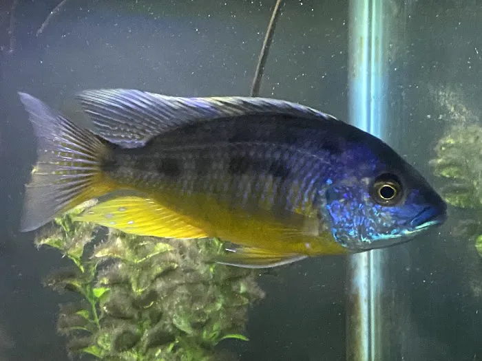 Elite Menagerie Habitats Picture 9
