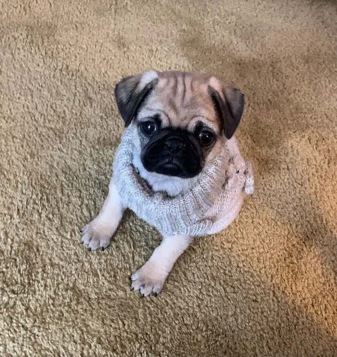 Brookside Puppies Picture 6