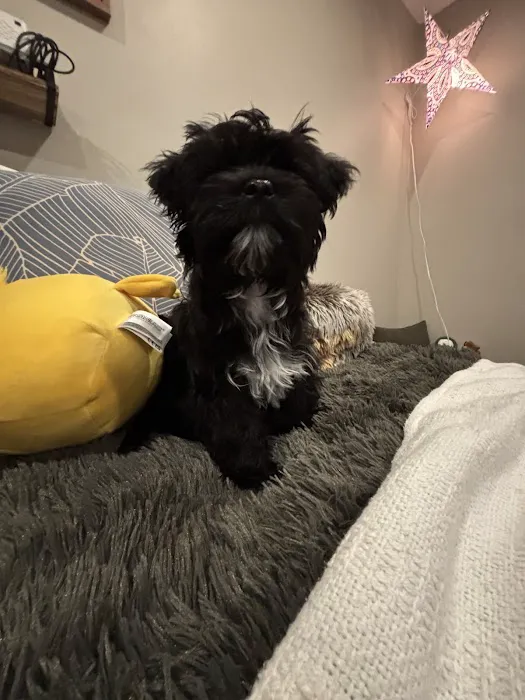 Brookside Puppies Picture 5