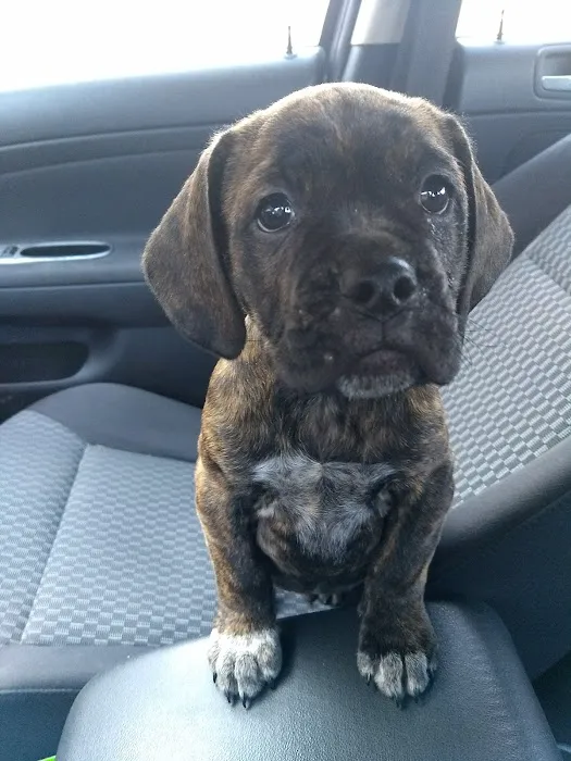 Brookside Puppies Picture 3