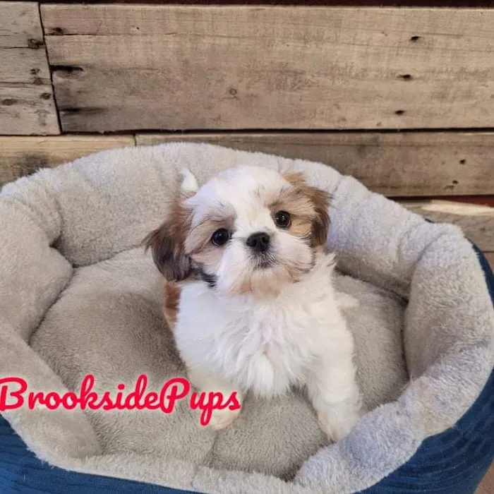 Brookside Puppies Picture 10