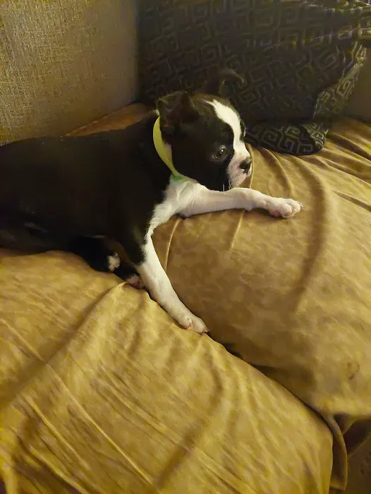Brookside Puppies Picture 9