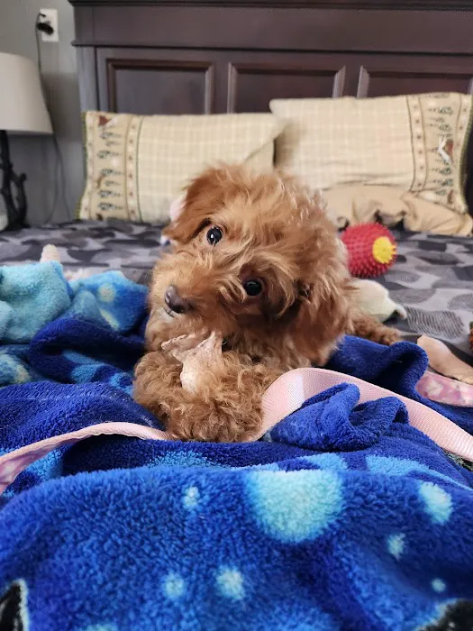 Brookside Puppies Picture 4