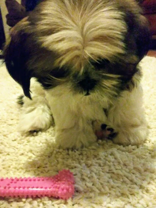 Brookside Puppies Picture 1