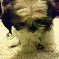 Brookside Puppies ico