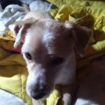 Pocono Creek Pet Center