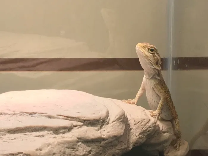 Petfection Exotic Pet Specialist Picture 9