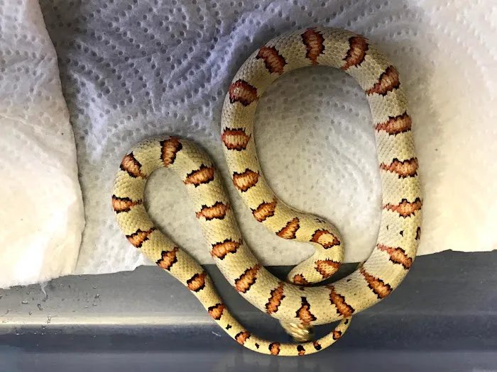 Petfection Exotic Pet Specialist Picture 8