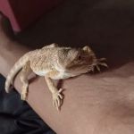 Petfection Exotic Pet Specialist