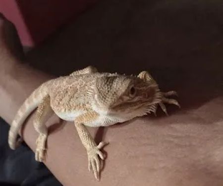 Petfection Exotic Pet Specialist