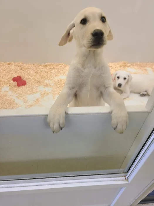 Yuppy Puppy Pet Shop Picture 2