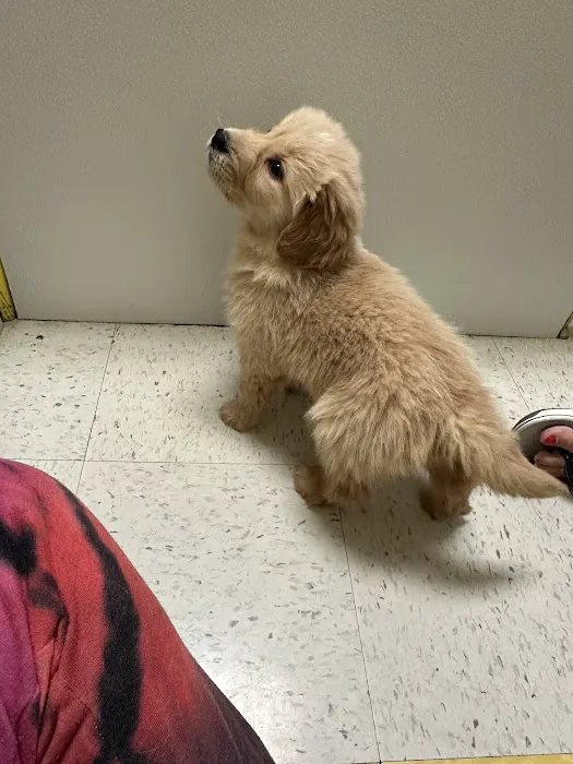 Yuppy Puppy Pet Shop Picture 5