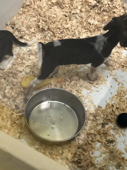 Yuppy Puppy Pet Shop Picture 3