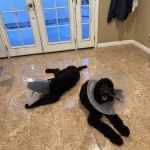 Priceless Pets Rescue- Vet Clinic