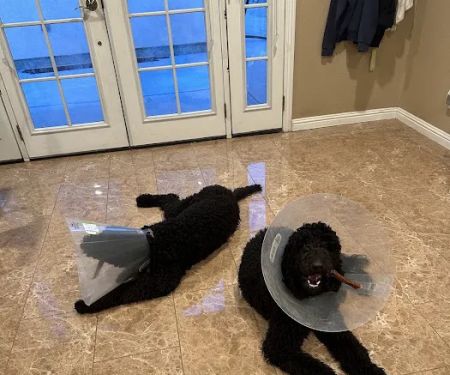 Priceless Pets Rescue- Vet Clinic