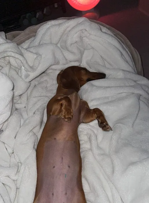 Priceless Pets Rescue- Vet Clinic Picture 6