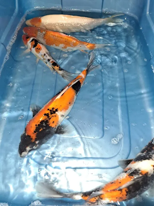 For The Love Of Koi Picture 1