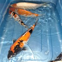 For The Love Of Koi ico