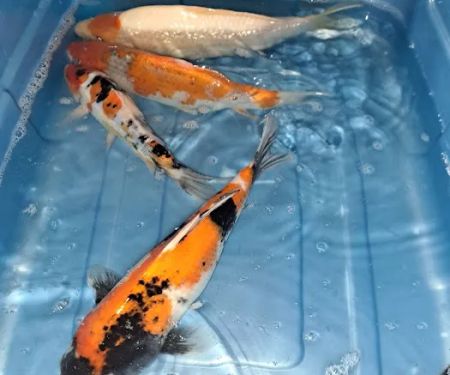 For The Love Of Koi