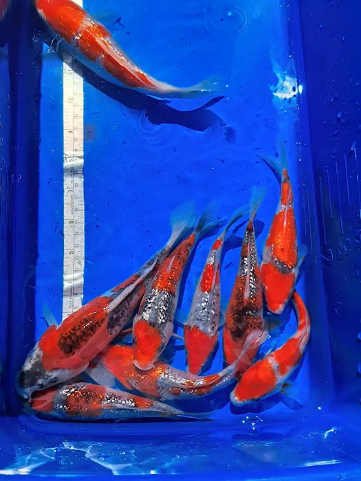 For The Love Of Koi Picture 6