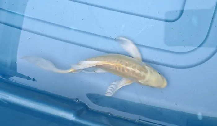 For The Love Of Koi Picture 4