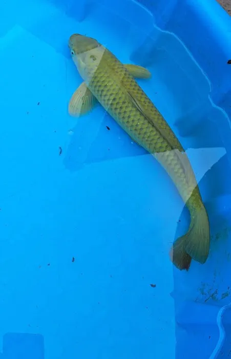 For The Love Of Koi Picture 8