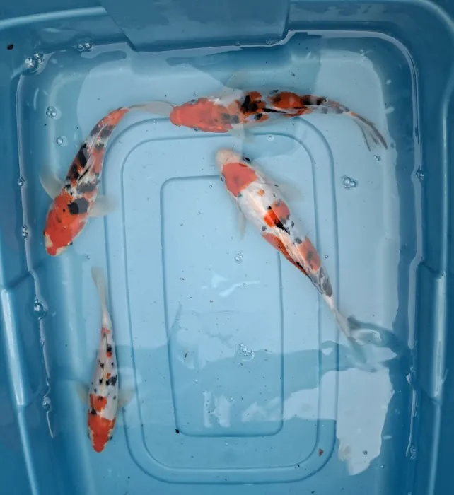 For The Love Of Koi Picture 3