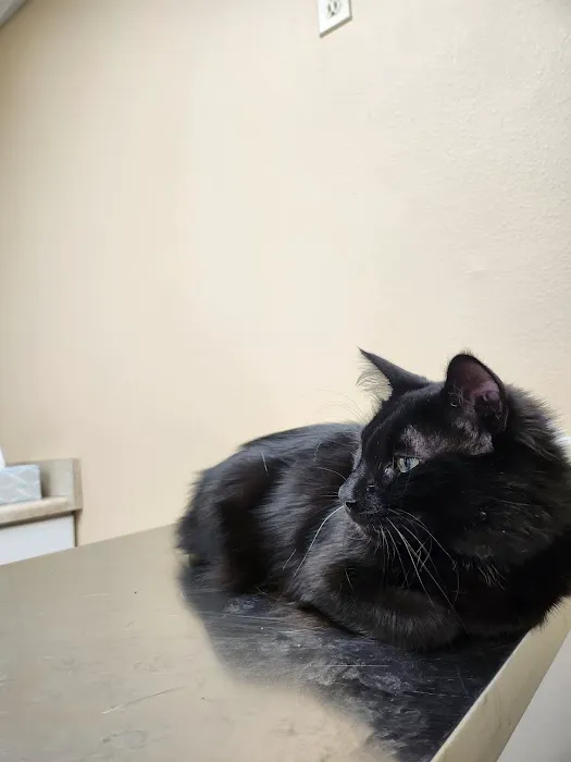 Elwood Animal Clinic Picture 1
