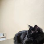Elwood Animal Clinic