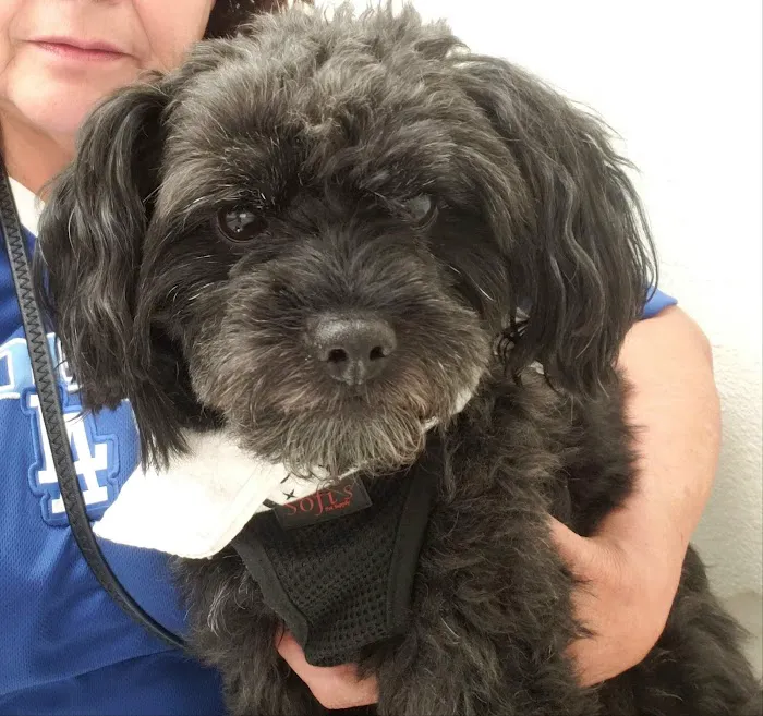 Elwood Animal Clinic Picture 6