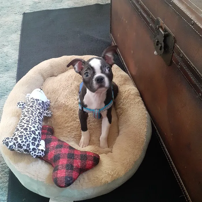 The Puppy Burrow Picture 6
