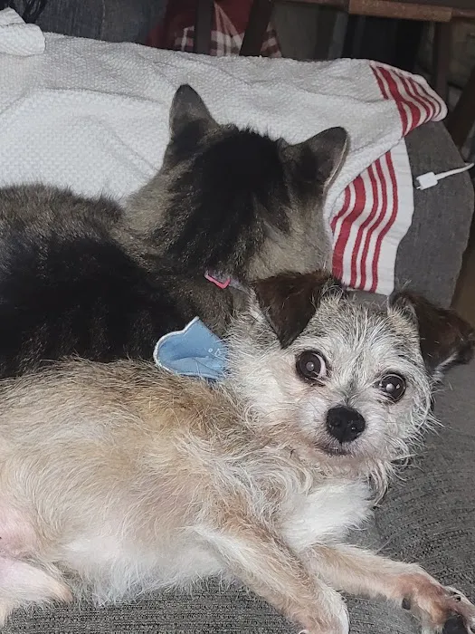 South Glendora Animal Hospital Picture 1