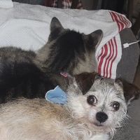 South Glendora Animal Hospital ico