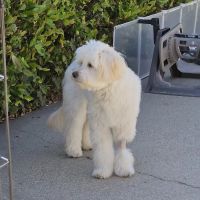 Emergency Pet Hospital of Glendora ico