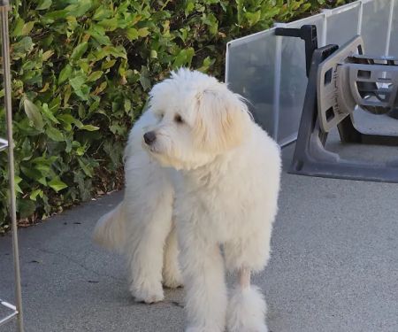 Emergency Pet Hospital of Glendora
